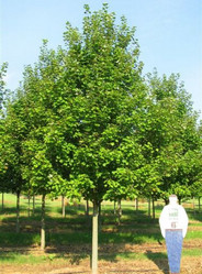 华石红枫秋火焰大树D8CM